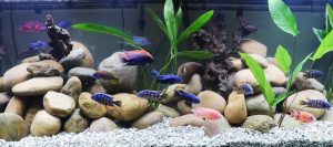 Is Sand Or Gravel Better For A Fish Tank