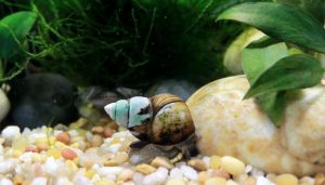 Japanese Trapdoor Snails And Goldfish