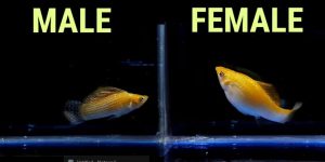 Lyretail Molly Male Vs Female How To Tell The Difference