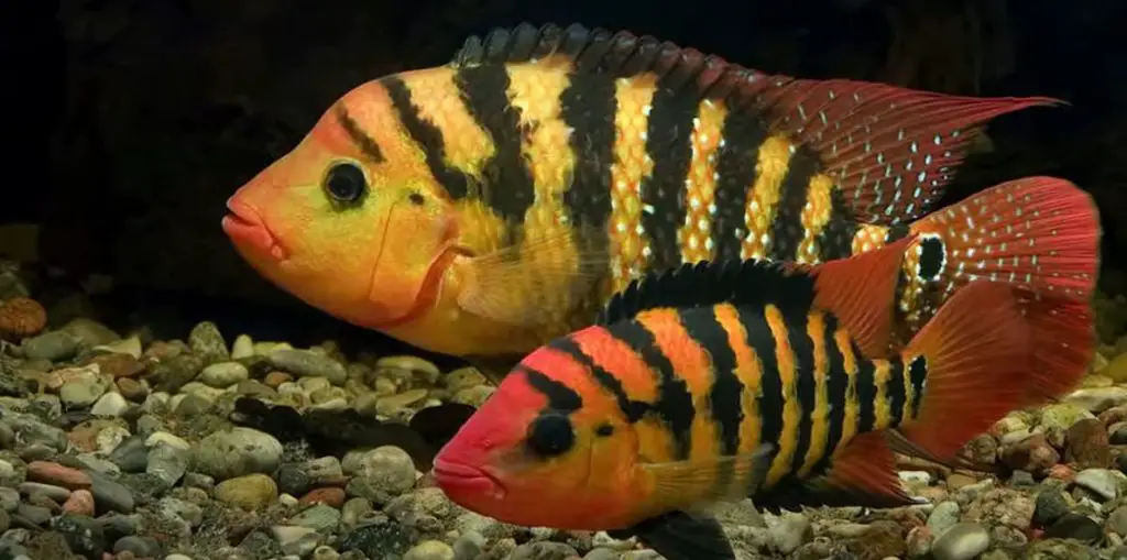 mayan-cichlid-aquariuman