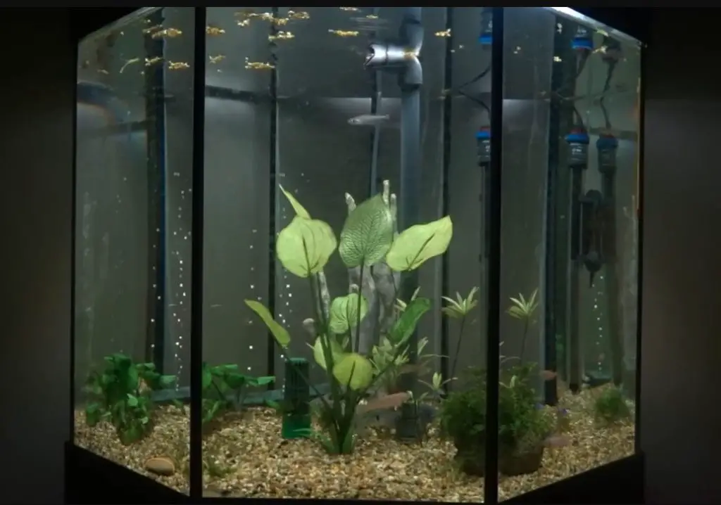 Octagon Fish Tank - Aquariuman