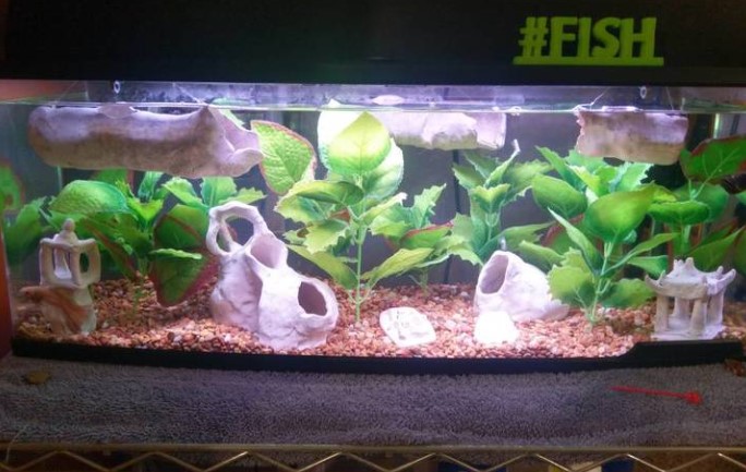 Polymer Clay Safe for Fish Tank