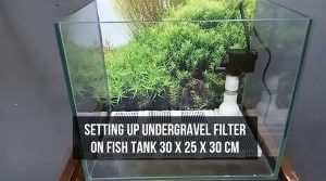 Pros And Cons Of Undergravel Filter