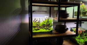 Setting Up A 55 Gallon Fish Tank A Beginners Guide