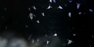 Water Fleas In Shrimp Tank