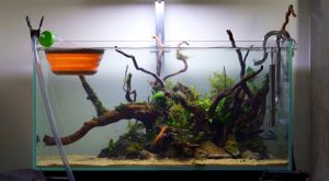 What Does Cycling A Fish Tank Mean