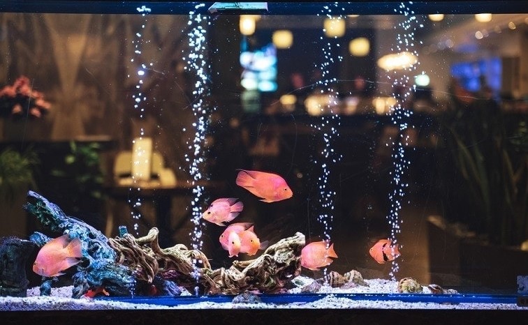Where-can-I-donate-aquarium-fish
