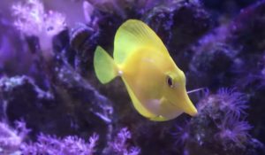 Why Are Yellow Tangs So Expensive