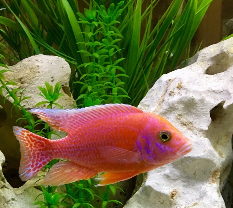 Can You Keep Small Fish in a Big Aquarium: Tips and Considerations