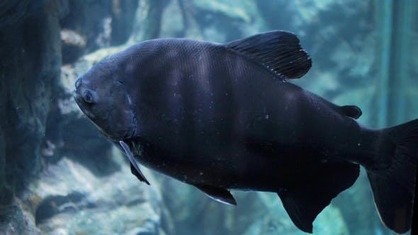 Black Tank Fish