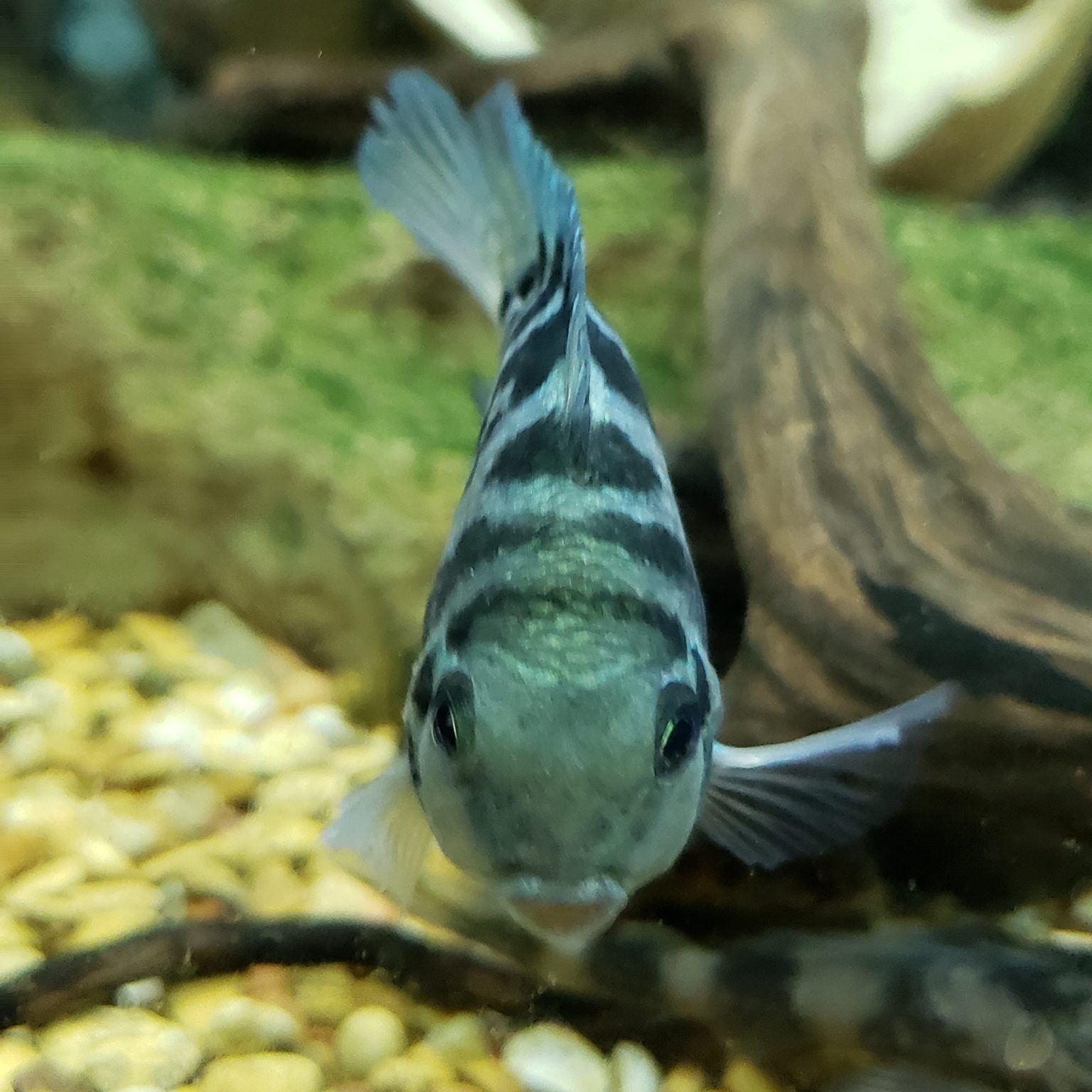 Blue Convict Cichlid - Aquariuman