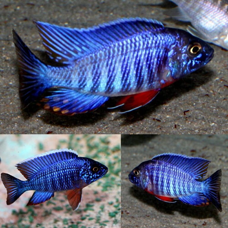 Blue Peacock Cichlid