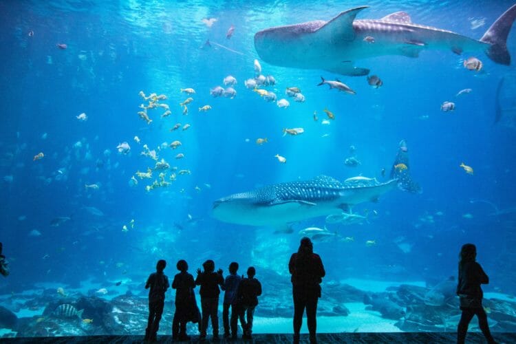 Is the Atlanta Aquarium Indoors?: Unveiling the Magical Underwater World!