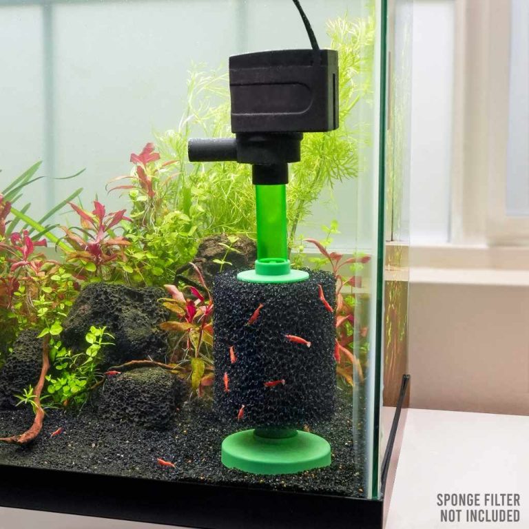 Boost Aquarium Filtration: Upgrade from Regular Sponge to Powerhouse Filters