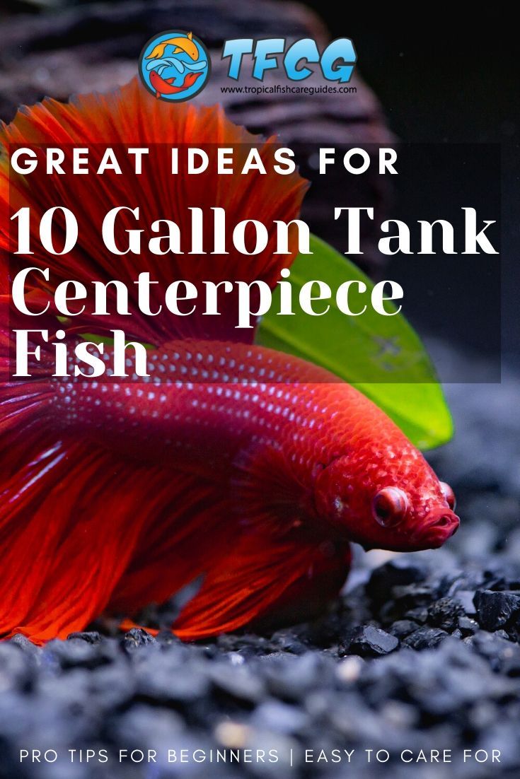 Centerpiece Fish For 10 Gallon