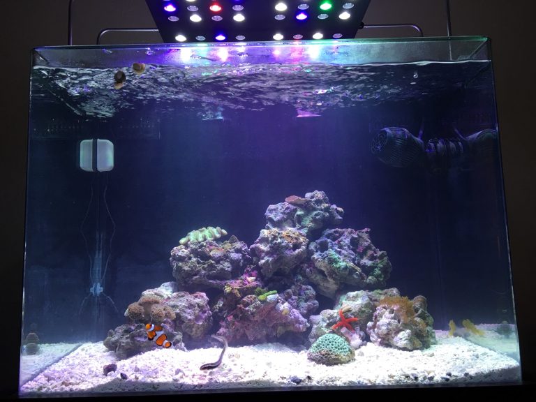 Crushed Coral For Freshwater Aquarium