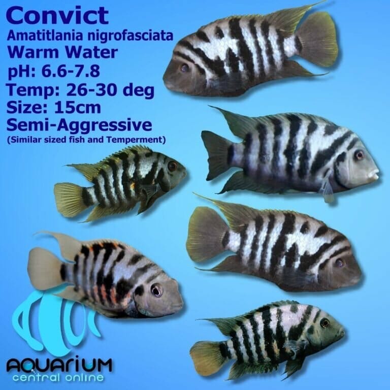 Different Types Of Convict Cichlids