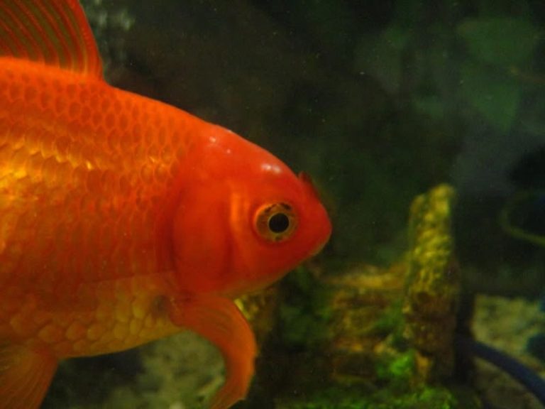 Goldfish With Parasites