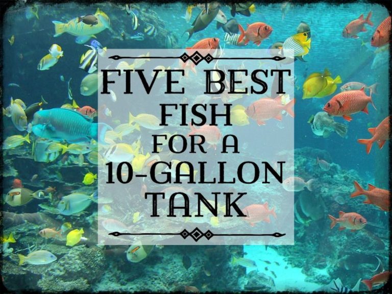 How Many Fish In A 10 Gallon Tank