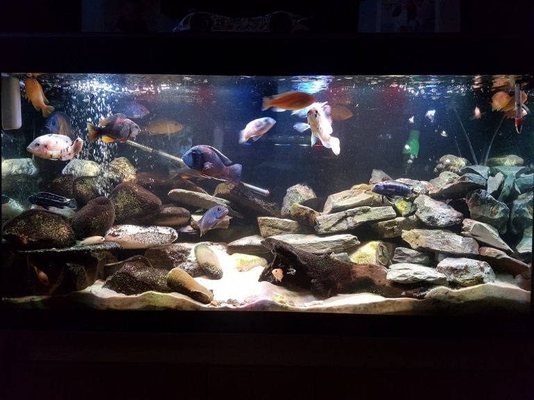 How Many Mbuna Cichlids In A 55 Gallon Tank