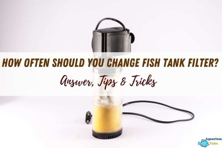 How Often To Change Fish Tank Filter