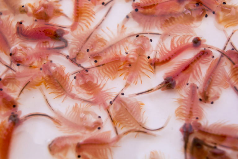 How To Care For Sea Monkeys