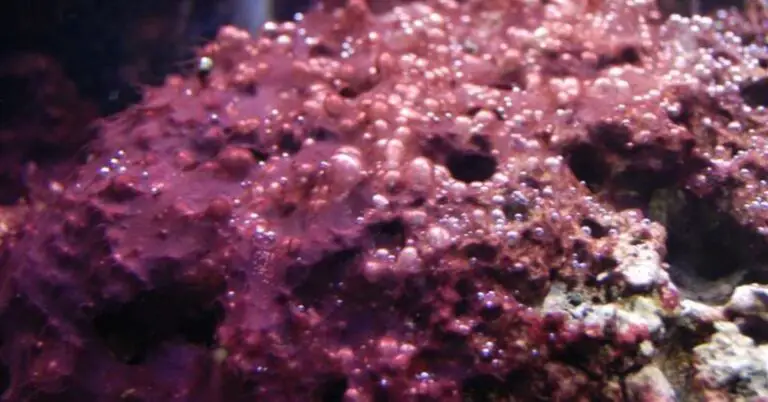 How To Get Rid Of Purple Algae In Freshwater Tank