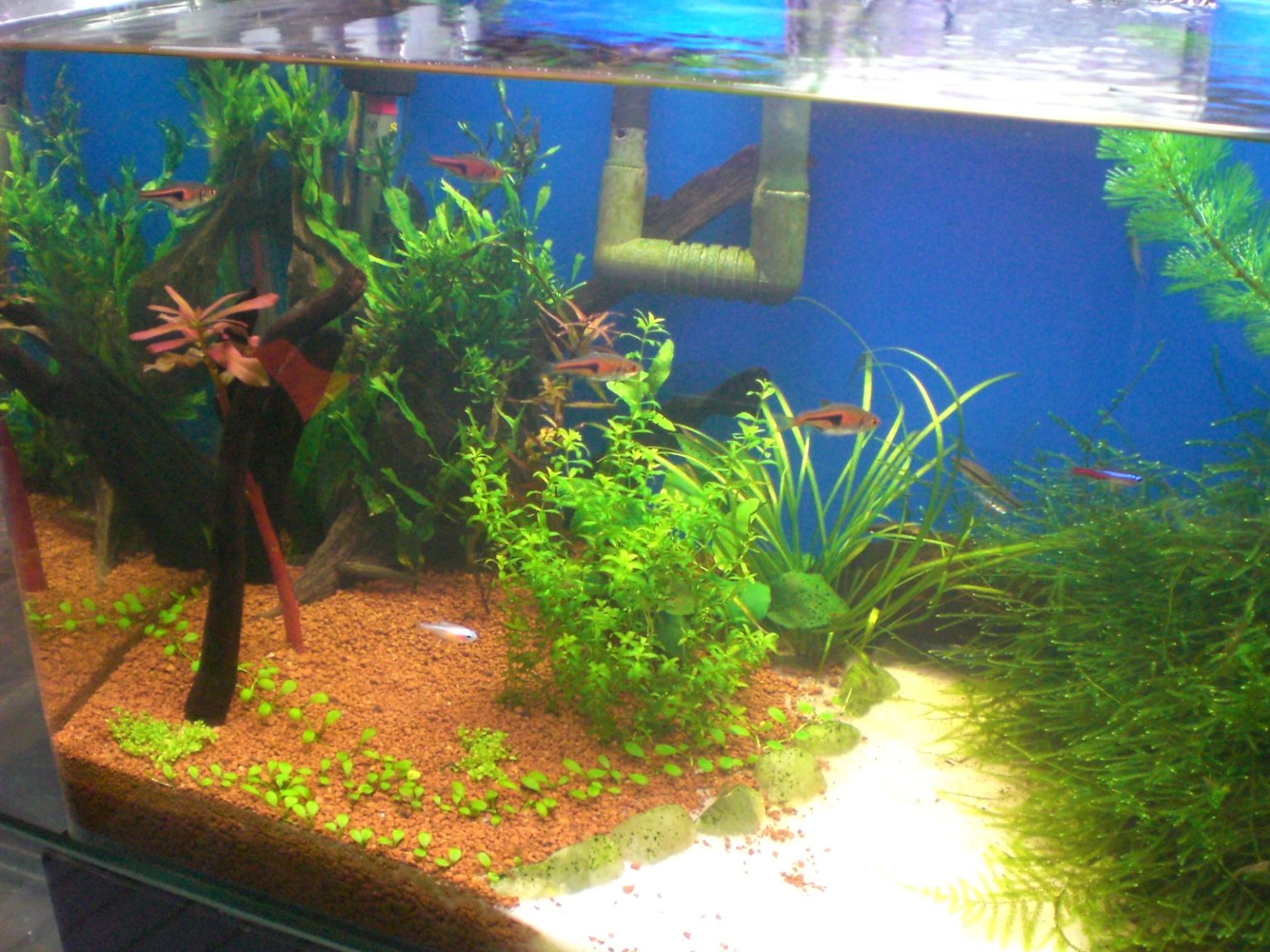 how-to-treat-beach-sand-for-freshwater-aquarium-aquariuman