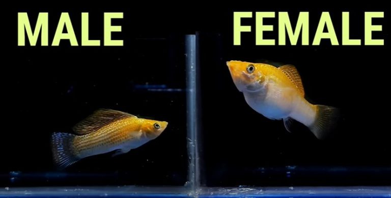 Lyretail Molly Male Vs Female How To Tell The Difference