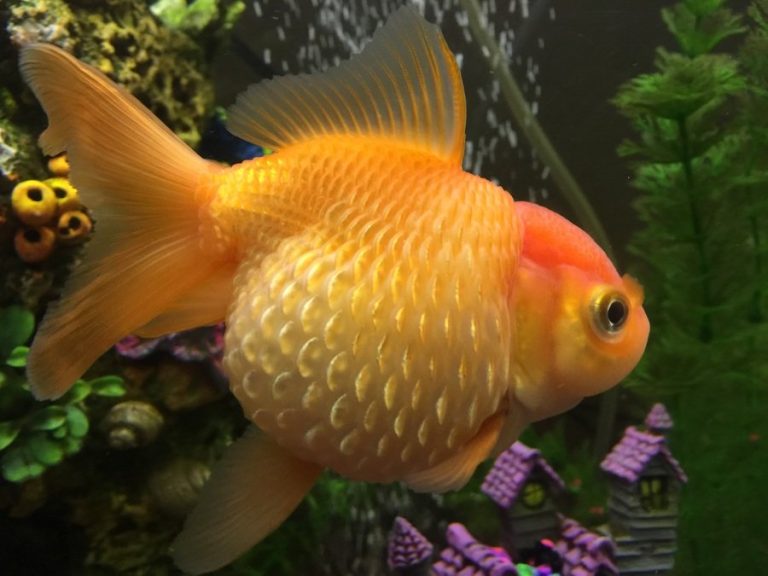 Pot Belly Goldfish