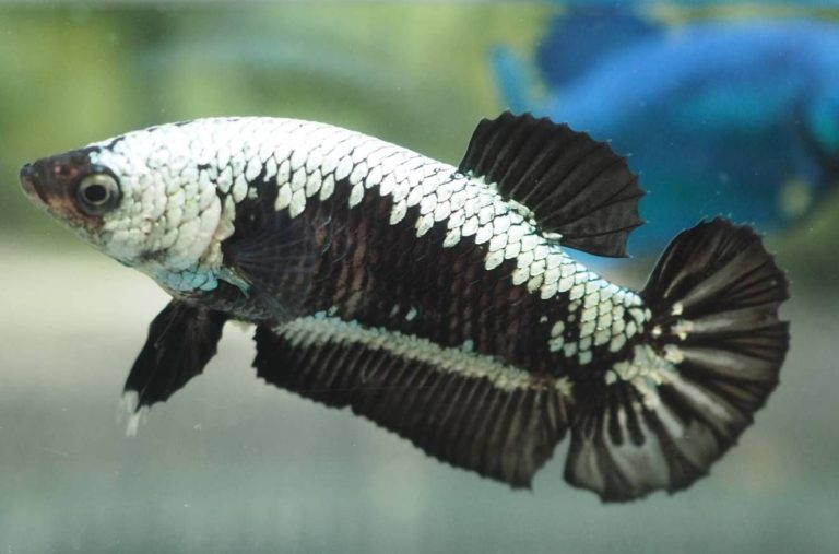 Samurai Betta Fish