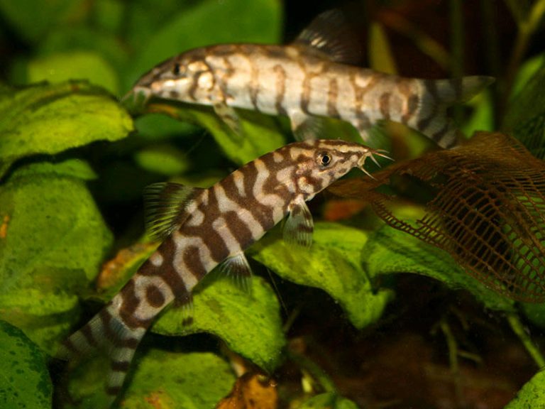 Types Of Loaches With Pictures