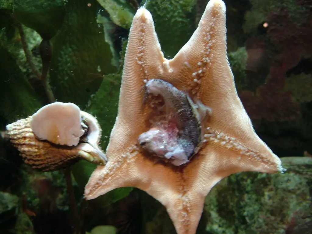 what-do-starfish-eat-aquariuman