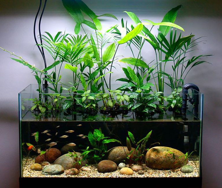 What Houseplants Are Safe For Aquariums