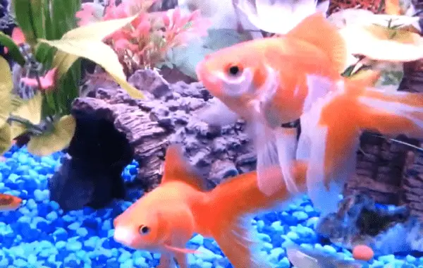 What Snails Can Live With Goldfish