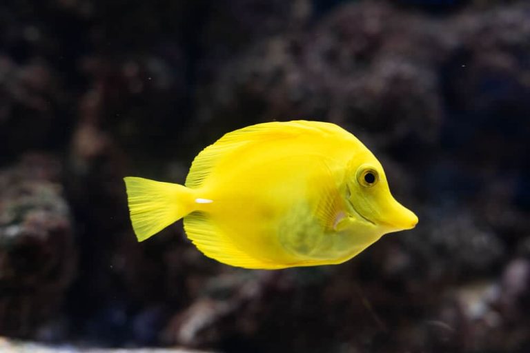 Why Are Yellow Tangs So Expensive