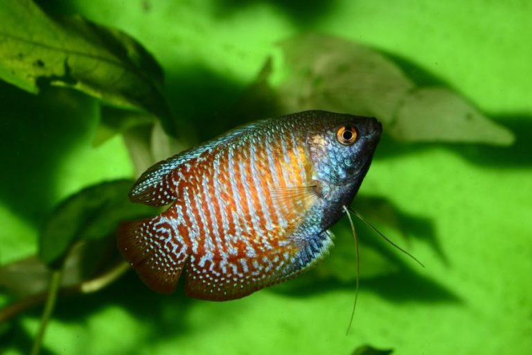 Why Do Gouramis Have Whiskers