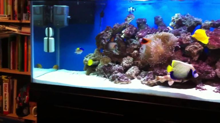 125 Gallon Saltwater Fish Tank