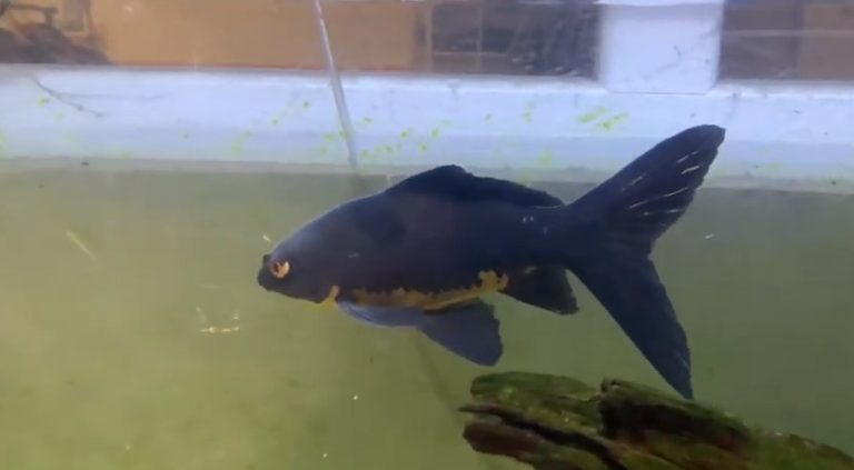 Black Comet Goldfish - Aquariuman