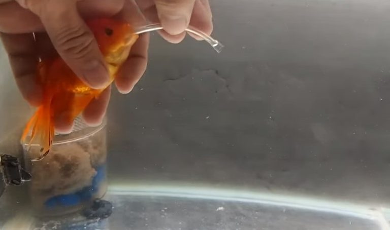 Goldfish Not Moving But Breathing - Aquariuman