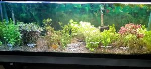 Ideal Nitrate Level In Fish Tank