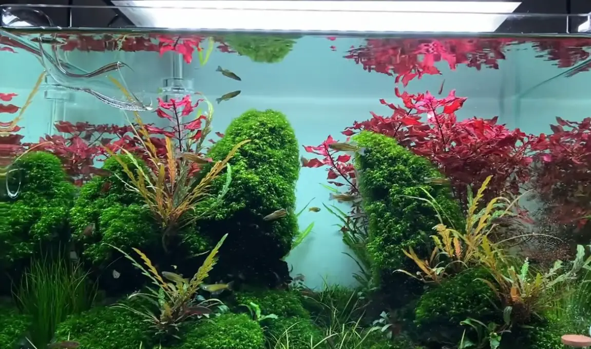 is green light good for aquarium plants