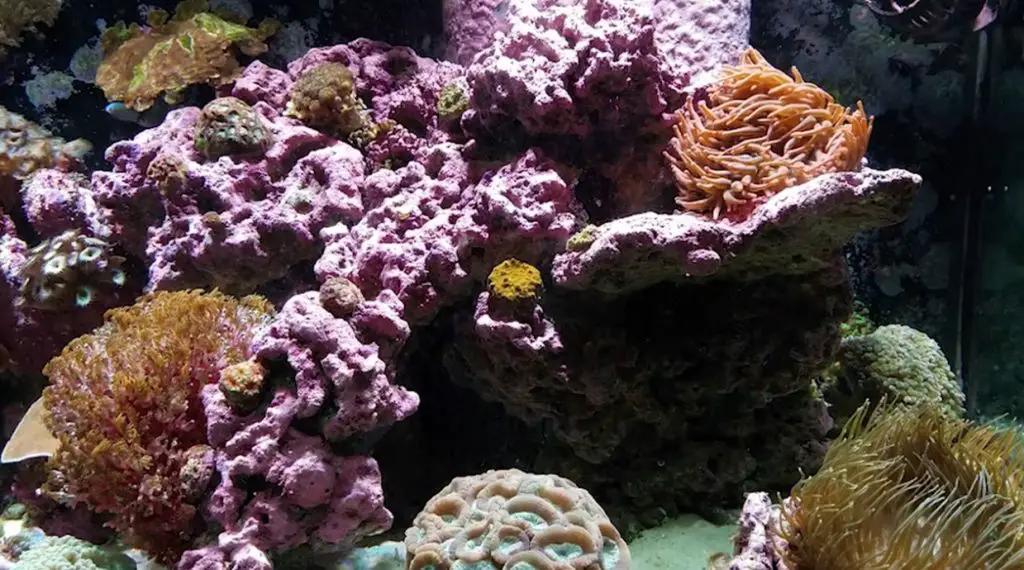 Purple Algae In Saltwater Tank Aquariuman   Purple Algae In Saltwater Tank 1024x570 