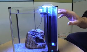 Should A Fish Tank Filter Be Fully Submerged