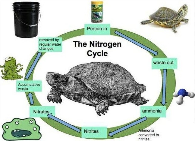 Turtle Tank Nitrogen Cycle