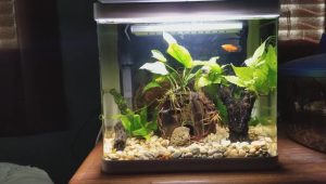 What Causes Algae In A Fish Tank