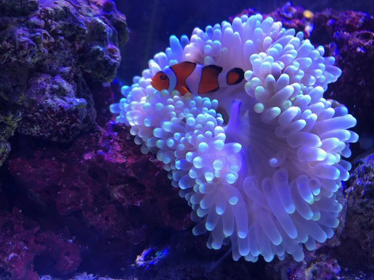 Best Anemone For Beginners