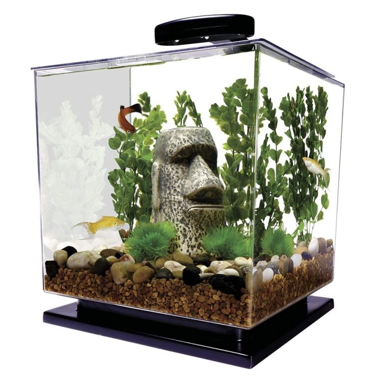 Best Size Fish Tank For Beginners