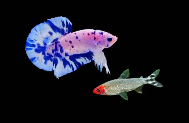 Can Rummy Nose Tetra Live With Betta Fish