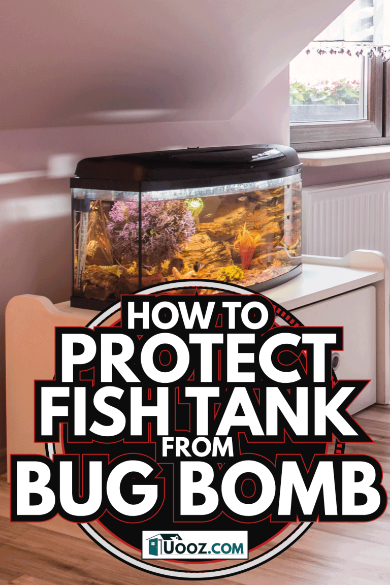 Can You Bug Bomb A House With A Fish Tank